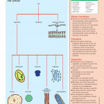 An Illustrated-Guide-to-Science- BIOLOGY ( sách màu)