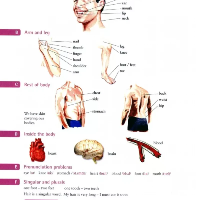 English Vocabulary in Use. Elementary_McCarthy Michael, O'Dell (Sách màu + đen trắng)